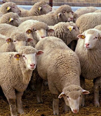 avininkystės ūkio plėtra